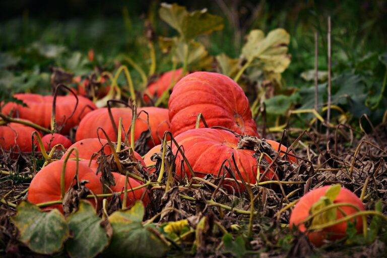 The Art of Food Carving: Transforming Ingredients into Artworks